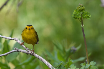 A Wilson's Warbler perches on a twig in the Colorado Rocky Mountains. 