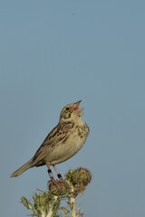 A banded male Baird's Sparrow sings from an exposed perch on the Colorado prairie. 