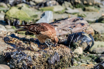 Chimango Caracara (Milvago chimango) in Ushuaia area, Land of Fire (Tierra del Fuego), Argentina
