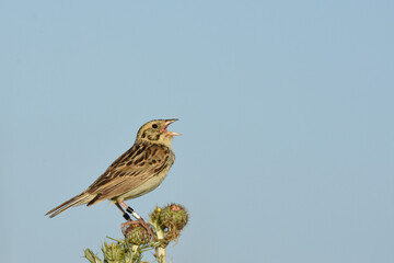 A banded male Baird's Sparrow sings from an exposed perch on the Colorado prairie. 