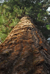A closeup of a redwood tree in California.