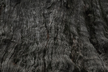 A closeup of a giant tree in the California forest.