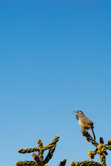 A Cactus Wren sings from an exposed cholla perch in the New Mexican desert.