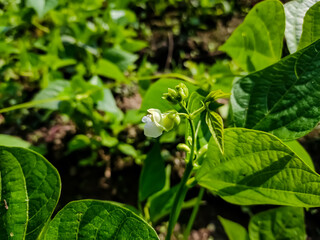 This is the green bean flower macro shot in a winter morning in the field.