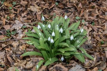 Obraz premium Elwes's Snowdrop (Galanthus elwesii) in park