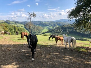 Alte Pferde auf der Koppel