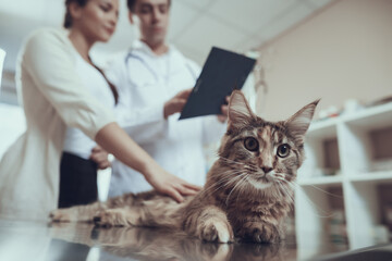 Close up shot of a cat lying on a table. 