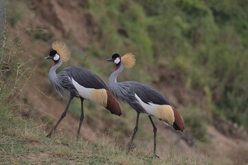 two african crowned cranes walking together in harmony the masai mara, kenya