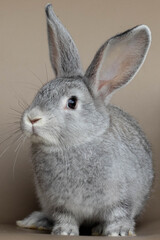 rabbit hare grey small funny Easter new year 2021
