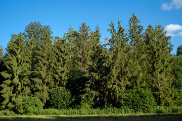 Waldrand mit hohen Nadelbäumen / Fichten im Sommer unter blauem Himmel