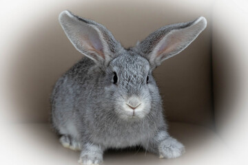 rabbit hare grey small funny Easter.the concept of Easter and holiday.