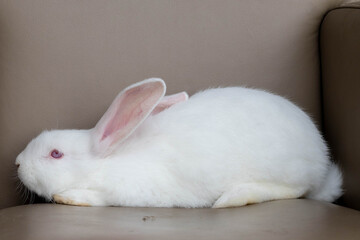 Obraz premium rabbit hare white small funny Easter .the concept of Easter and holiday.