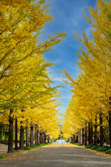 Ginkgo tree road in autumn at Azuma sport park Fukushima Japan