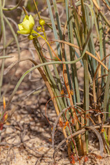 Obraz premium The yellow flowered Sundew Drosera moorei on the Hyden-Norseman Road, Western Australia