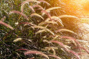 Flower grass impact sunlight.