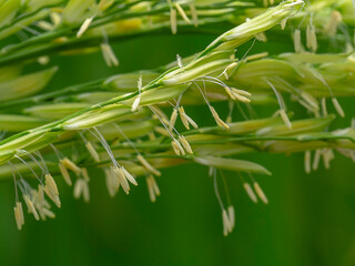 Close up rice flower with blur background.