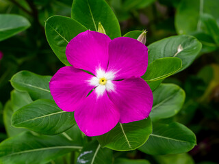 Cape Periwinkle, Bringht Eye, Indian Periwinkle, Madagascar Periwinkle