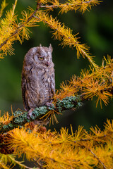 The Eurasian scops owl ,Otus scops, European scops owl in larch