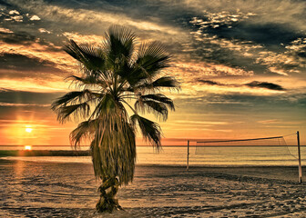 Palm tree on the beach with sundown