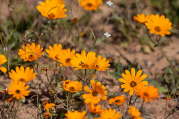 namaqualand daisies