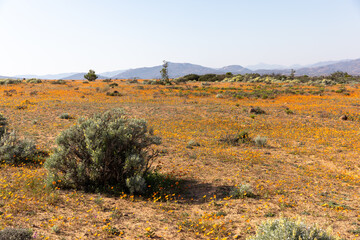 field of daisies