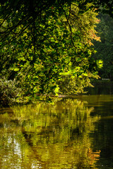 Hochformat: Zweige mit grünen Blätterm spiegeln sich an einem Ufer im Wasser