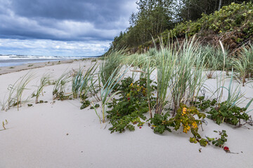 Wild roses ona dune on Baltic Sea beach on Vistula Spit between Vistula Lagoon and Bay of Gdansk, near Katy Rybackie village, Poland