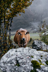 A cow grazing in the Aran Valley, in Catalonia, during an autumn day with clouds and fog