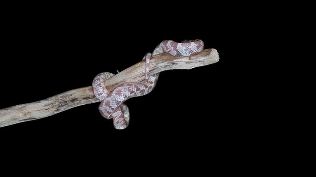 snake Pantherophis guttatus morph, color Snow het anery, family Colubridae. Popular types of snakes that are kept as pets. Cosmopolitans