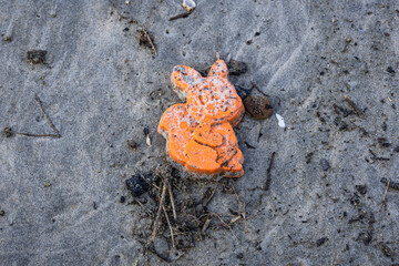 Lost plastic toy on Baltic Sea beach on Vistula Spit between Vistula Lagoon and Bay of Gdansk, near Katy Rybackie village, Poland