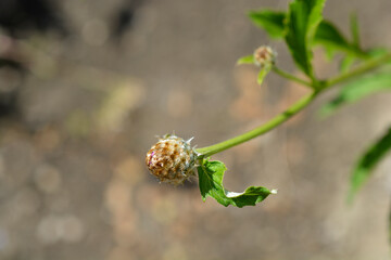 Pink Bachelors Button
