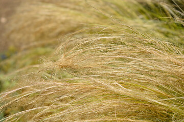 Pony tails grass