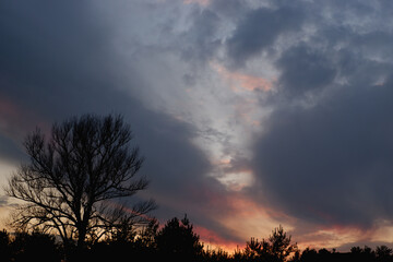 Fototapeta na wymiar Big tree and beautiful sunset and dramatic clouds on the sky.
