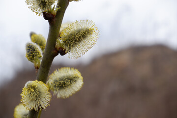 Pussy willow branches background, close-up. Spring easter pussy