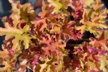 Coral Bells Marmelade