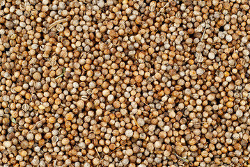Coriander close up. Lots of seasonings and spices. Coriander texture.