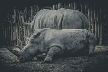 hinoceros in the zoo.