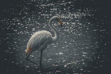 Great white pelican also known as the eastern white pelican, rosy pelican or white pelican Pelecanus onocrotalus