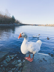 Obraz premium white goose at the lake