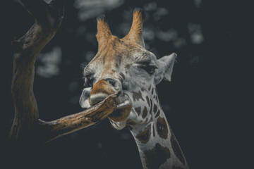 Closeup view of a giraffe face. Funny giraffe head with long tongue.