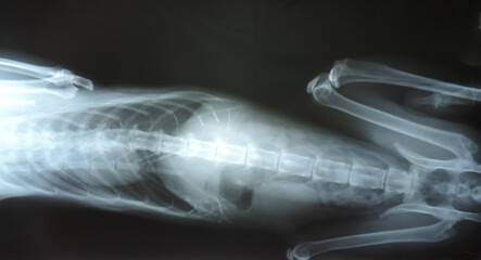 X-ray of the cat's abdomen and spine © ElenaEmiliya