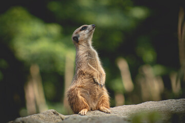 Obraz premium Portrait of Meerkat Suricata suricatta, African native animal, small carnivore belonging to the mongoose family. meerkat is on guard on thhille.