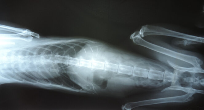 X-ray of the cat's abdomen and spine