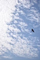 bird in the sky
