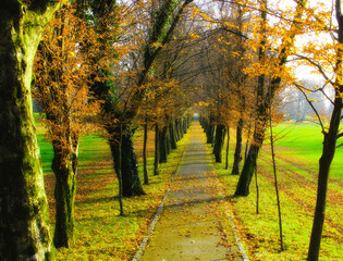 In the autumn park with trees and colorful nature.