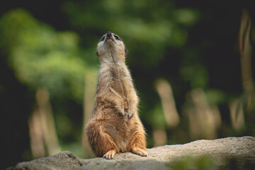 Portrait of Meerkat Suricata suricatta, African native animal, small carnivore belonging to the...