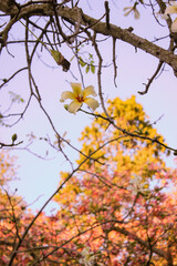 autumn leaves on blue sky