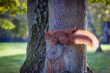 red squirrel on a tree during autumn in Lazienki Park - Royal Baths Park in Warsaw, capital of...