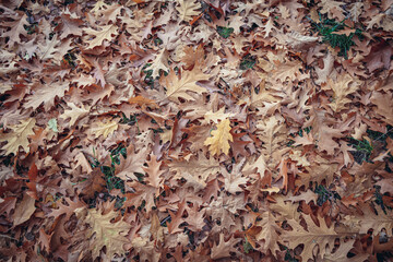 Pile of oak tree leaves in Mokotow Field park in Warsaw, Poland