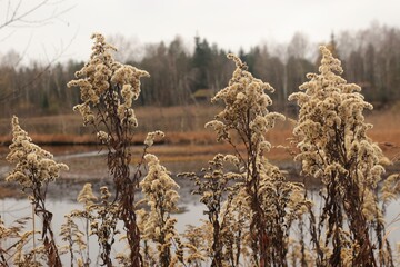 Wooly grass on the edge of a moor lake, in autumn. In the Weidmoos Moorland, an Austrian Nature Reserve. State of Salzburg, Austria, Europe.